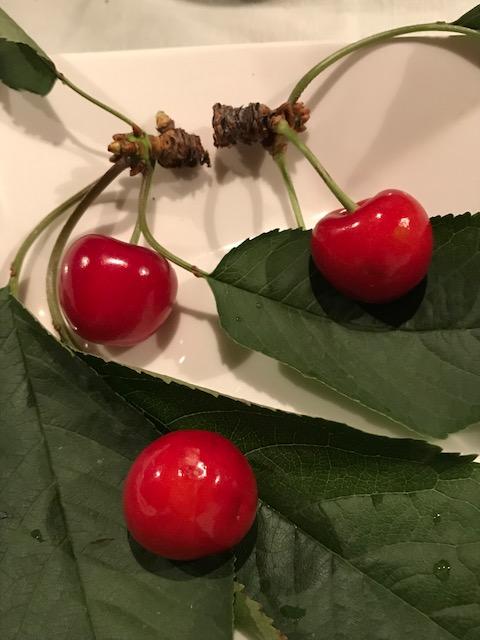 実家が山形でさくらんぼ農園🍒をやっている友人が枝付 きのさくらんぼ